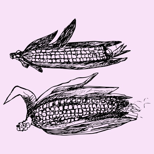 Corn Plant Drawing Vector Images (over 3,300)