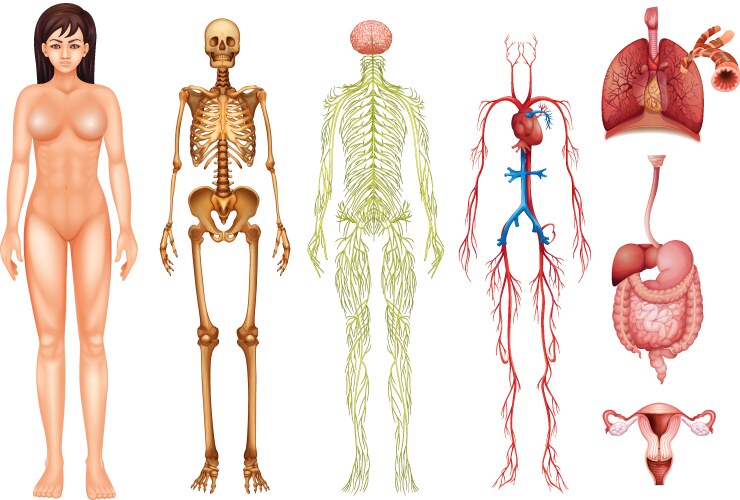 human body systems vector