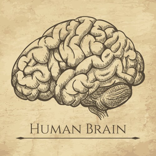 Anatomical Brain Sketch Vector Image