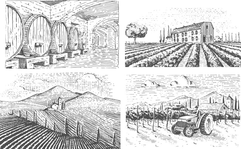 Rustic Vineyard Landscape Vector Image