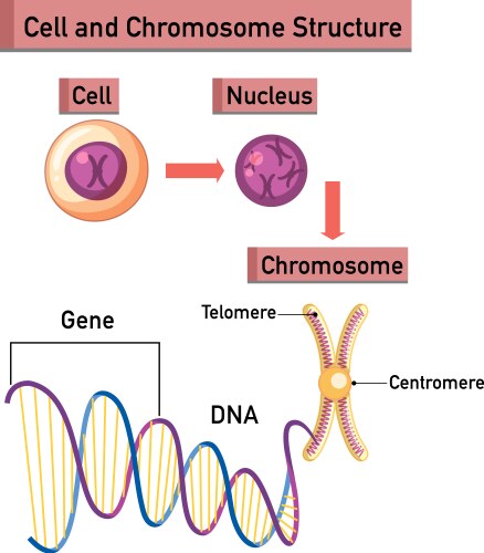 cell and chromosome structure infographic vector