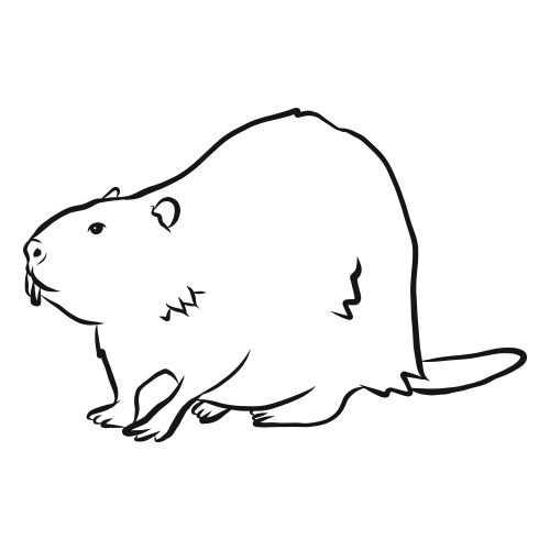 Beaver Tail Sketch - Animal Portrait Vector Image