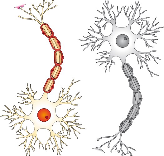 Brain neuron symbol Royalty Free Vector Image - VectorStock
