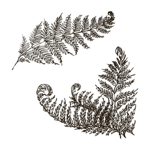 Hand Drawn Fern Botanical Set Vector Image
