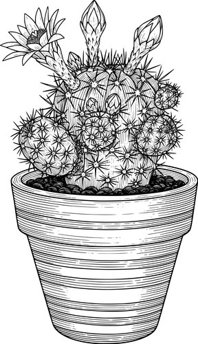 Terracotta Cactus with Flower Buds Vector Image