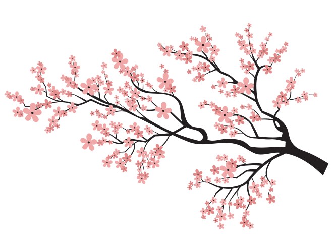 Sakura Blossom Branch Vector Image