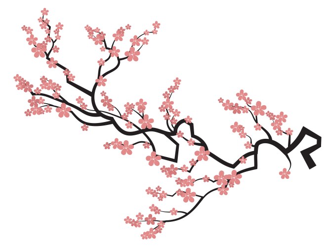 Sakura Blossom Branch Vector Image