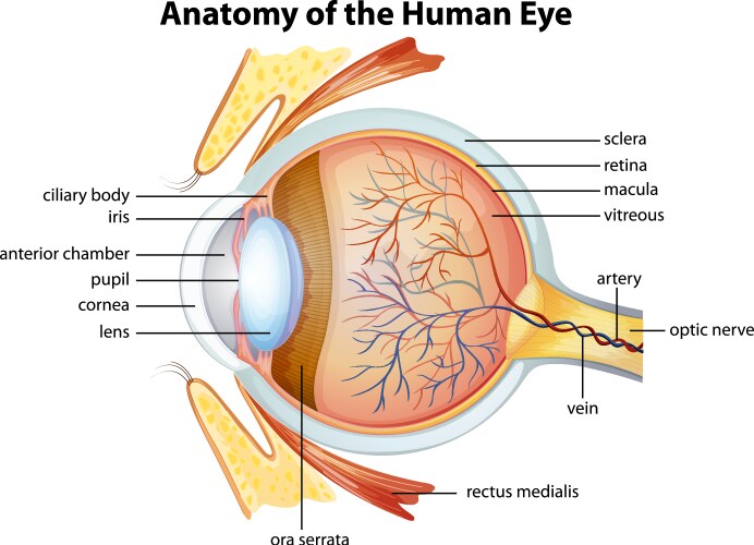 human eye anatomy vector