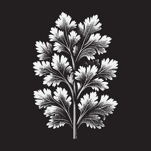 Detailed Fern Study Vector Image