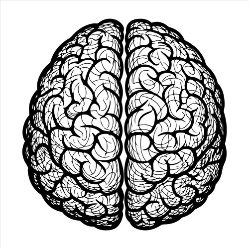 Human Brain Line Art Vector Image