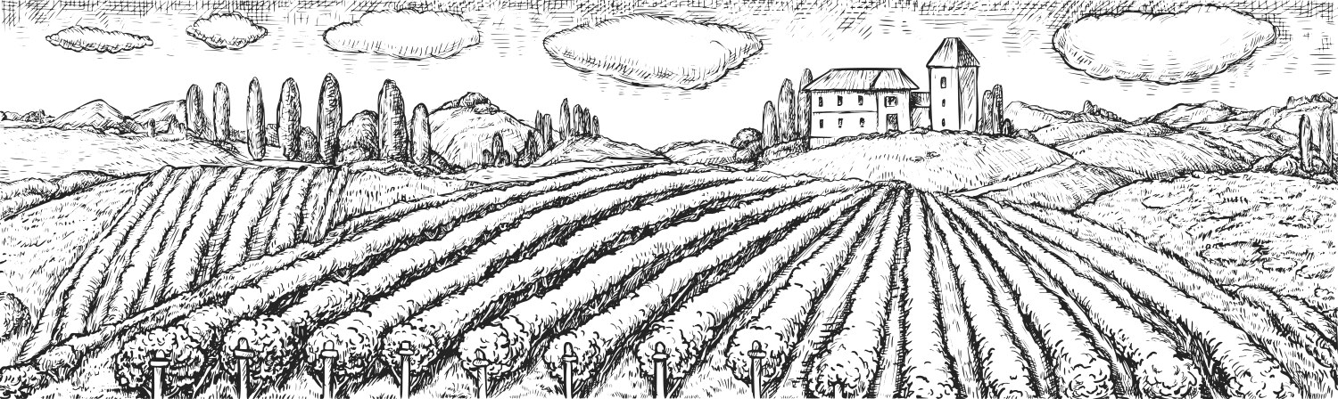 Vineyard Sketch - Rural Estate Vector Image