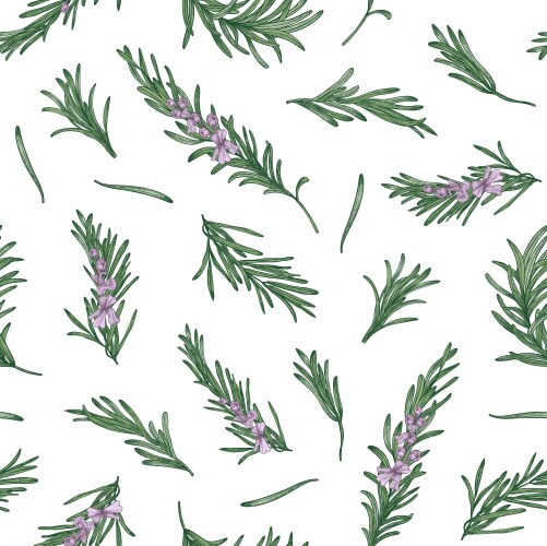 Rosemary Herb Pattern Vector Image