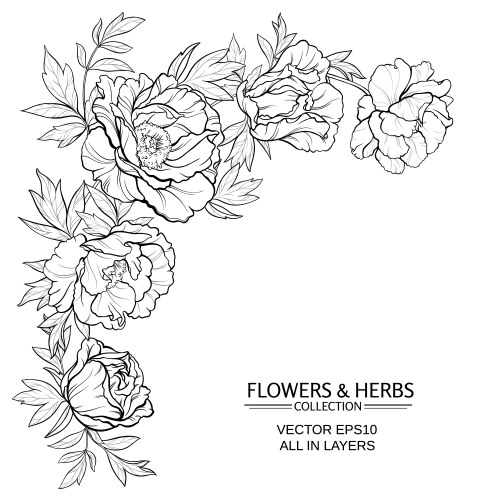 Peony botanical drawing hand drawn Royalty Free Vector Image