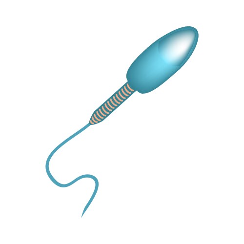 structure sperm infographics vector image