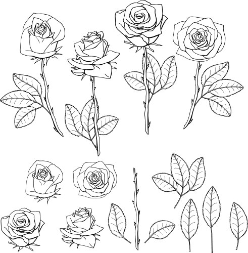 Hand drawn rose flower floral design element Vector Image
