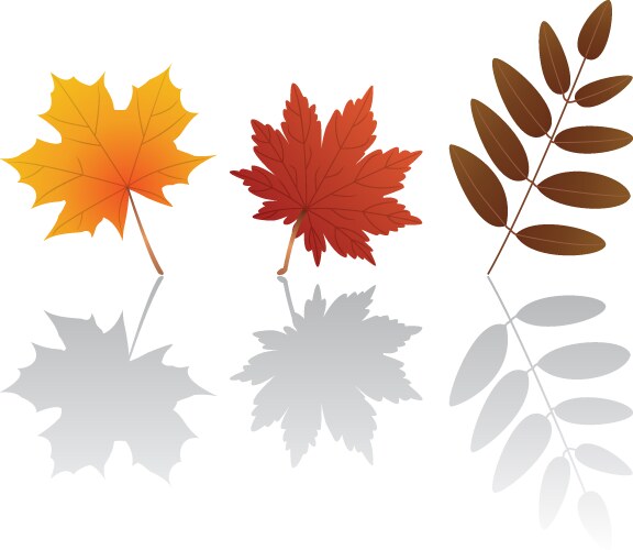 Autumn leaves set isolated on white background Vector Image