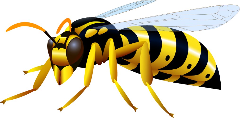 Cartoon wasp Royalty Free Vector Image - VectorStock