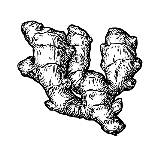 Ginger Root Sketch - Ink Drawing Vector Image