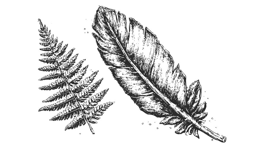 Botanical Feather & Fern Sketch Vector Image