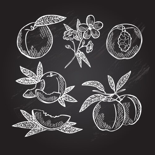 Decorative Peach Fruits Vector Image