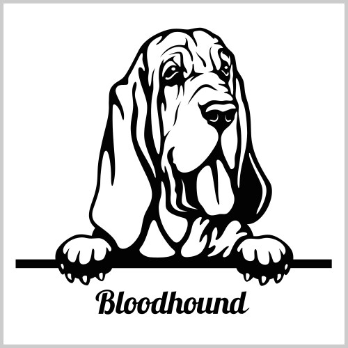 Cute Bloodhound Peeking Head Vector Image