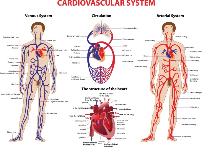 Human Circulatory System Diagram – Royalty-Free Vector | VectorStock