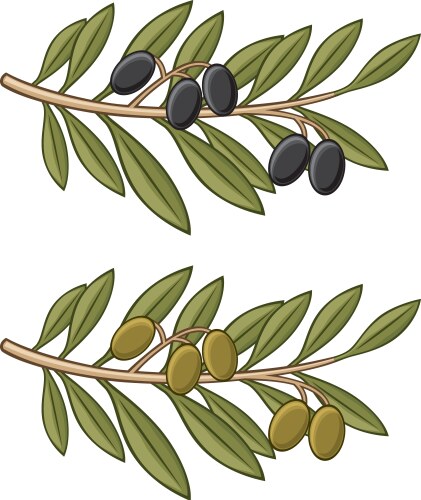 Olive Branch Symbol Vector Image