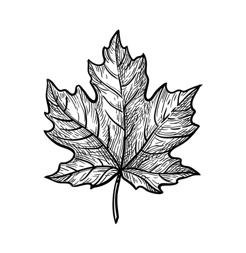 Oak leaf sketch Royalty Free Vector Image - VectorStock