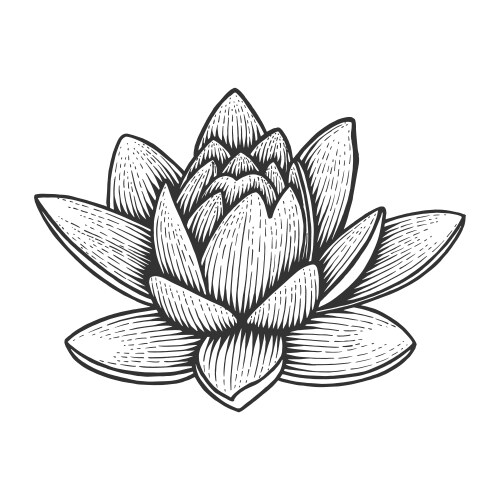 Nymphaea water lily flower sketch engraving vector image