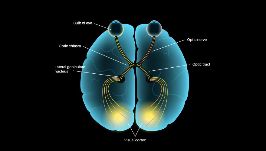 Optic nerve anatomy Royalty Free Vector Image Biology Diagrams