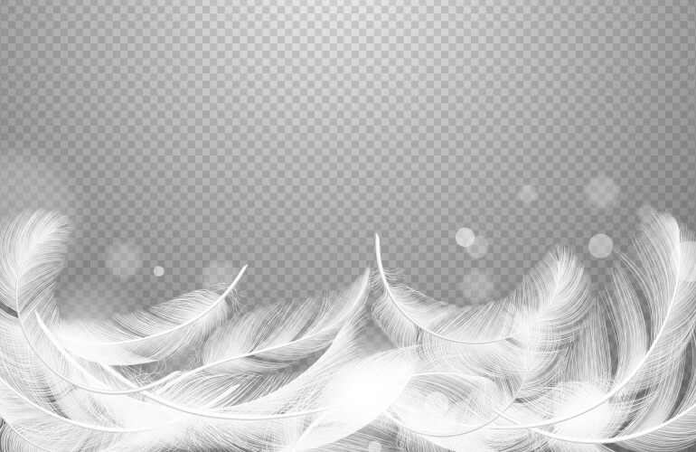 Realistic white feathers Royalty Free Vector Image