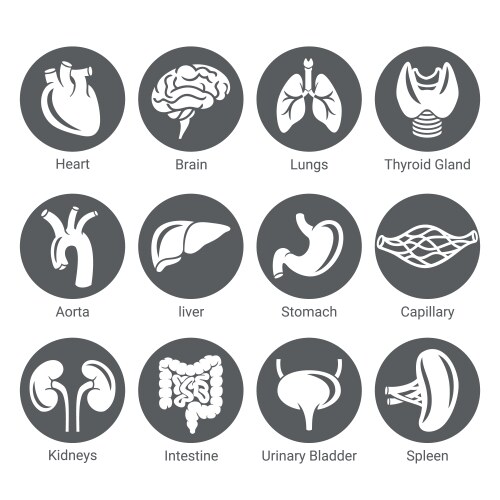 human body internal organs set vector image