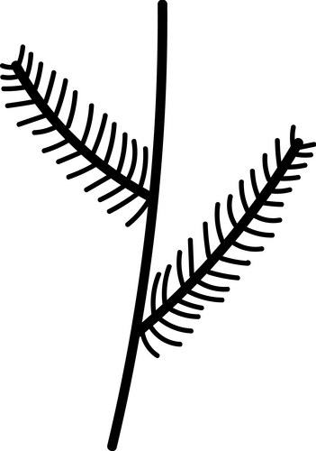 Stylized Fern Leaf Vector Image