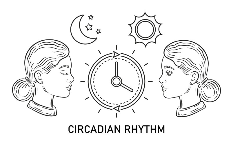 Circadian Rhythm Sleep Cycle Royalty Free Vector Image