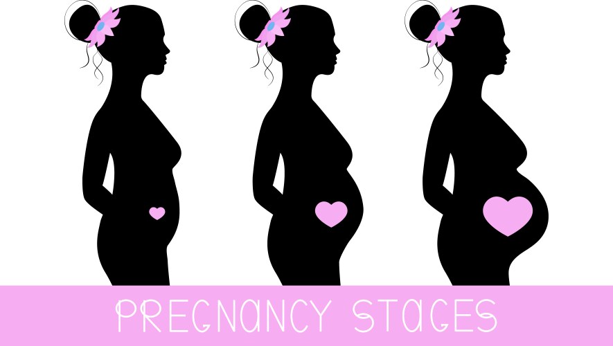 Pregnancy stages silhouette pregnant woman vector image