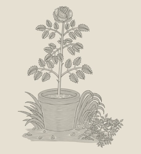 Vintage Rose in Pot Engraving Vector Image