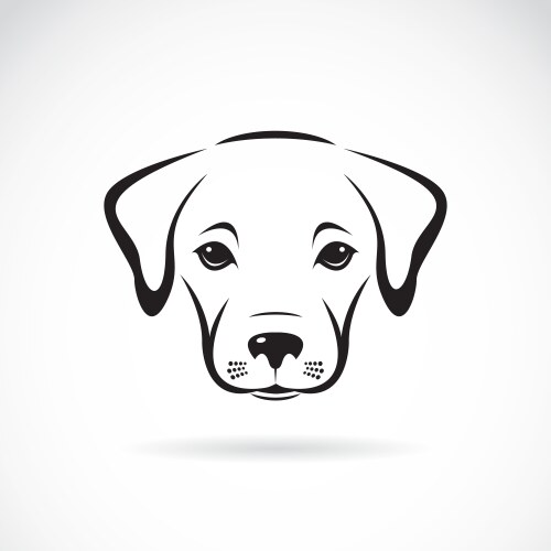 Labrador Puppy Portrait - White Background Vector Image
