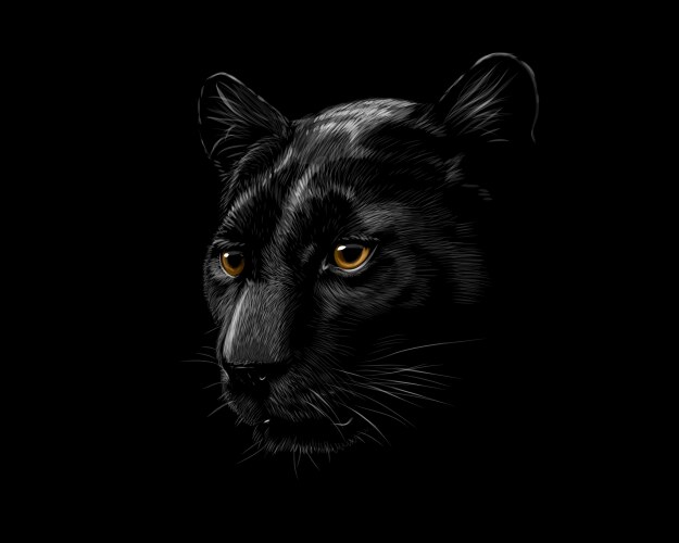 Head a black panther isolated vector image