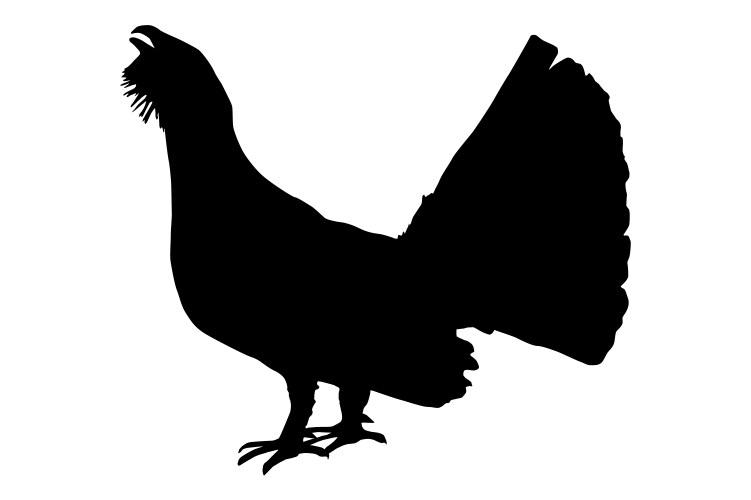 Eurasian Capercaillie - Western Tetrao Urogallus Vector Image