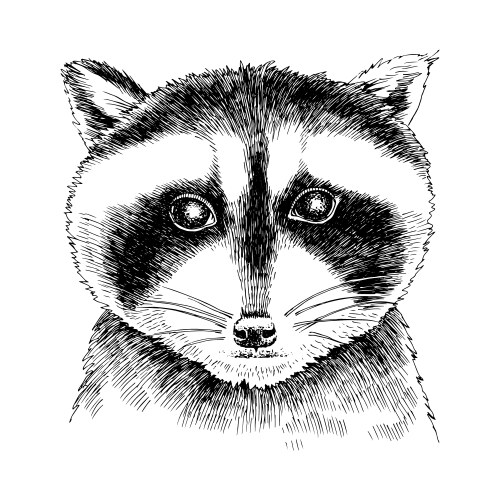 Hand drawn portrait funny raccoon baby Vector Image