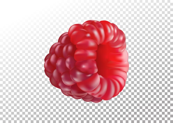 Raspberry Vector Realistic Raspberry high quality Royalty Free Vector Image
