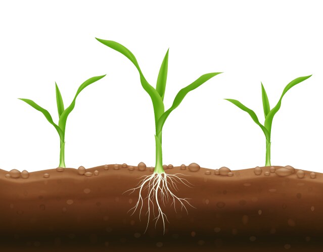Growing Corn Vector Corn growing stages in flat Royalty Free Vector Image