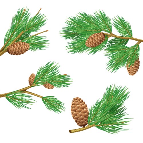 pine branches set vector