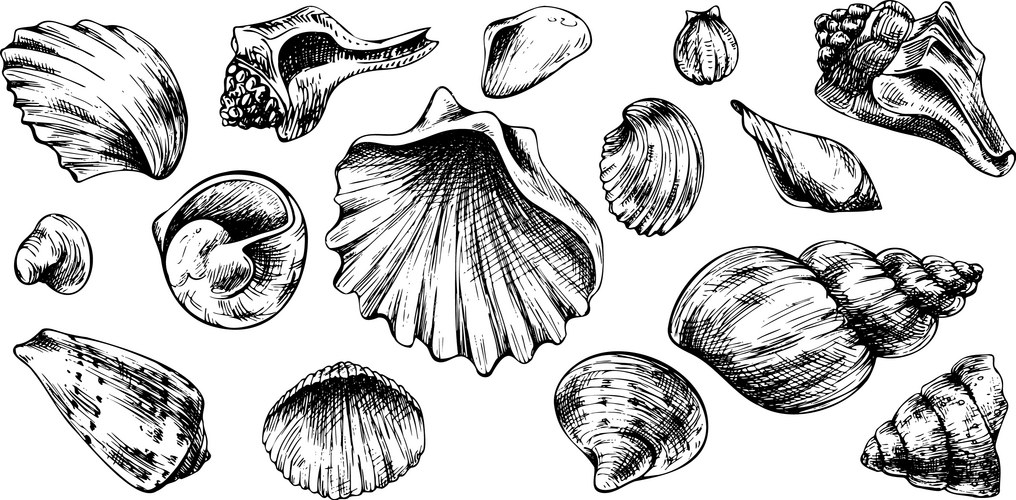 Seashell Line Art Collection Vector Image