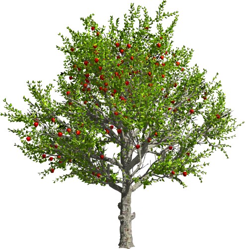 Apple tree isolated Royalty Free Vector Image - VectorStock