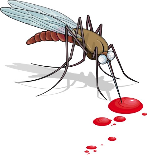Mosquito Vector Images (over 14,000)