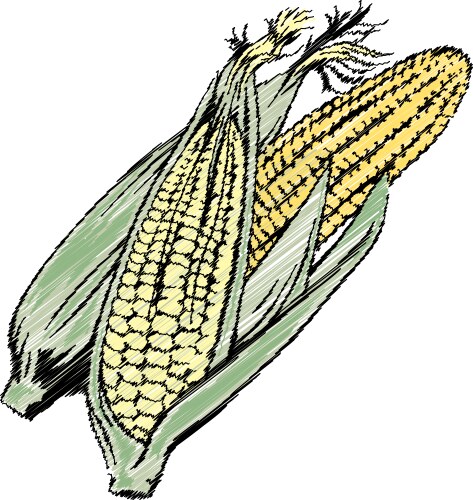 Sweet golden ripe corn Royalty Free Vector Image