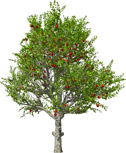 Apple tree isolated Royalty Free Vector Image - VectorStock