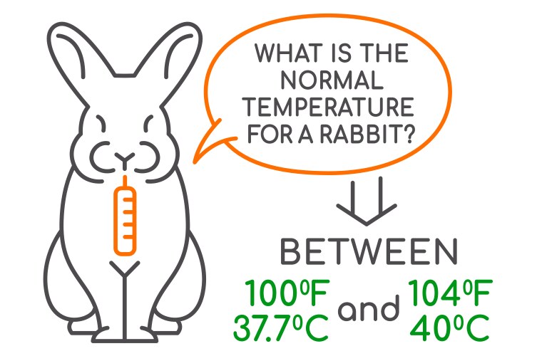 Normal temperature for a rabbit medical Royalty Free Vector