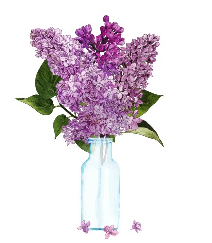 hand drawn lilac bouquet in bottle vector image